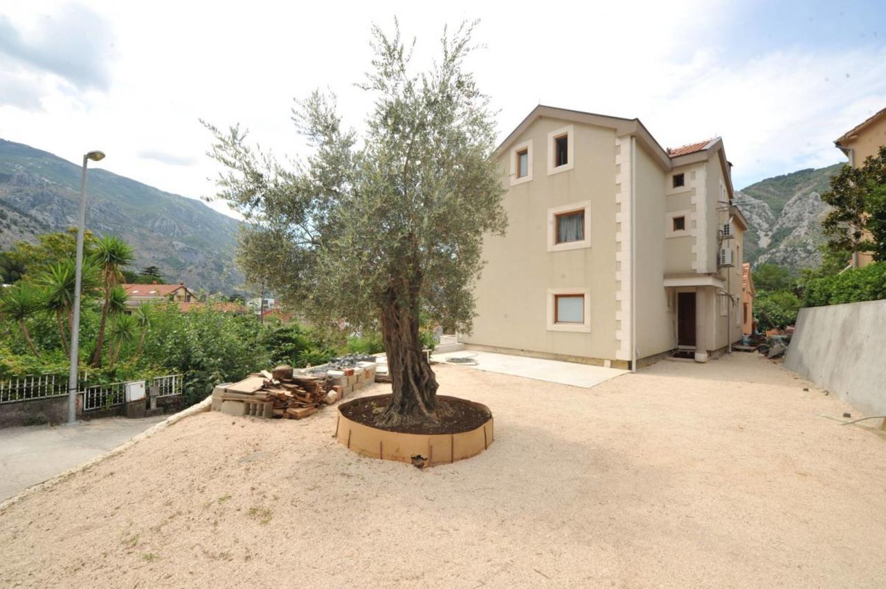 Olive * Kotor